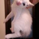 子猫