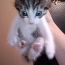 子猫