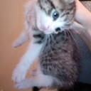 子猫