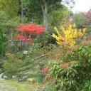 我が家の紅葉　と　シンビの花芽