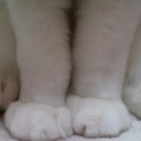 はにゃーん