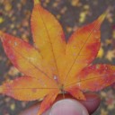 紅葉狩り！
