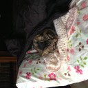 猫テスト