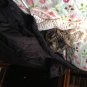 猫テスト