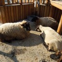 東武動物園　レポ４