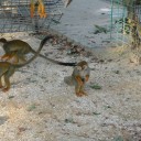 東武動物園レポ７