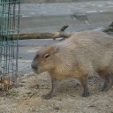 東武動物園レポ７