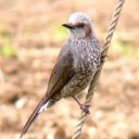 ヒヨドリ、メジロ、ヒガラ