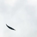 ミラクルつばさライト