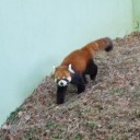 千葉市動物公園レポ４