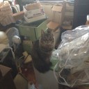 猫の日！