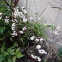 梅の開花