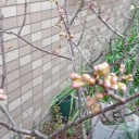 梅の開花