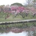 観梅と野点の会