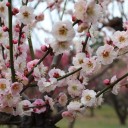 観梅と野点の会