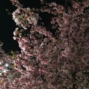 花見