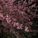 花見