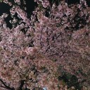 花見