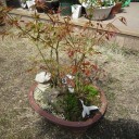 小さな庭にも春