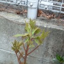 小さな庭にも春