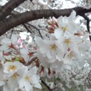 桜満開！