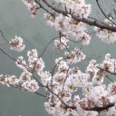 桜満開！