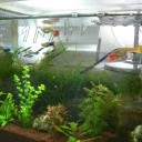 金魚が産卵？
