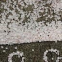 飽きずに桜