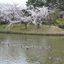 近場でお花見