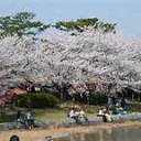 夜桜見物