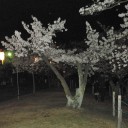 夜桜見物