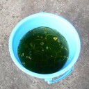 金魚の赤ちゃんが誕生