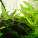 ヤマトエビで藻の繁殖なし