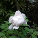 牡丹の花が開花