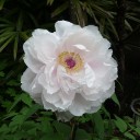 牡丹の花が開花