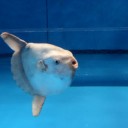 くっ・・・・生き残ったのはたったこれだけか・・・　俺たちが・・・
