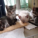 ねこたん