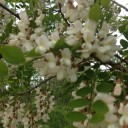 （ニセ）アカシアの花。
