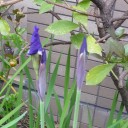 菖蒲（あやめ）・菖蒲（しょうぶ）・かきつばたの違い