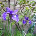 菖蒲（あやめ）・菖蒲（しょうぶ）・かきつばたの違い