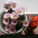 メダカの産卵