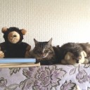 三匹はどうゆう関係だっけ？