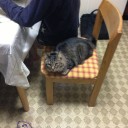 ジャンプ新連載と先端生物学者デッキ