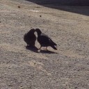 生きざま