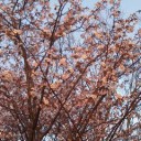 花見なり。