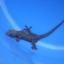 ヤモリ発見