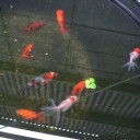 今年２回目の金魚の産卵