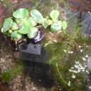 今年２回目の金魚の産卵