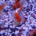 6月17日の日記　飼育3日目