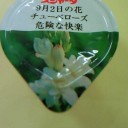 スジャータ　～褐色の恋人～